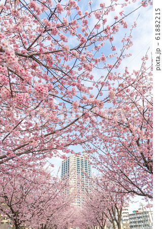 埼玉県 川口元郷駅前の桜並木 安行桜 埼玉県 川口元郷駅前の桜並木 安行桜 61882215