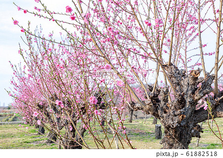 見沼田んぼ　桃栽培　桃畑 61882518