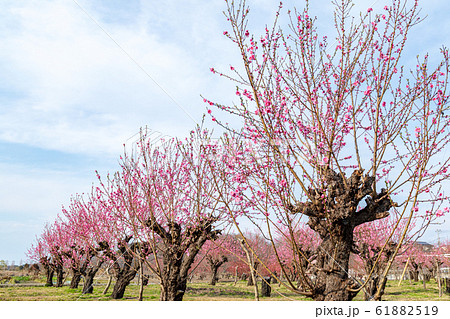 見沼田んぼ　桃栽培　桃畑 61882519