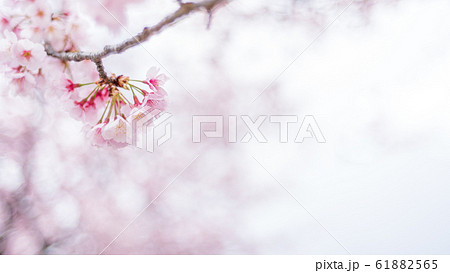 早咲きの桜 安行桜 早咲きの桜 安行桜 61882565