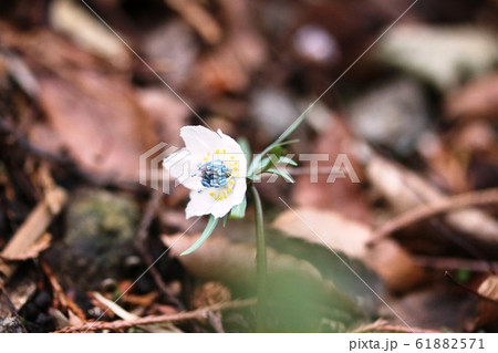真冬に咲き始める 節分草（セツブンソウ） 61882571