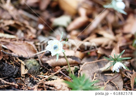 節分草（セツブンソウ） 61882578