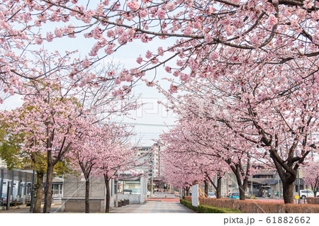 埼玉県　川口元郷駅前の桜並木　安行桜 61882662