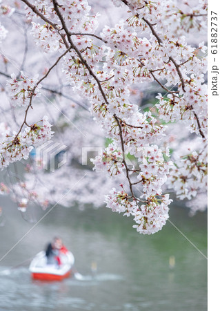 東京千鳥ヶ淵 手漕ぎボートと桜の風景の写真素材