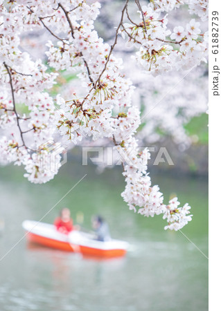 東京千鳥ヶ淵 手漕ぎボートと桜の風景の写真素材