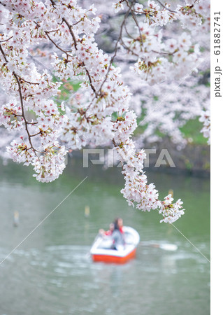 東京千鳥ヶ淵 手漕ぎボートと桜の風景の写真素材