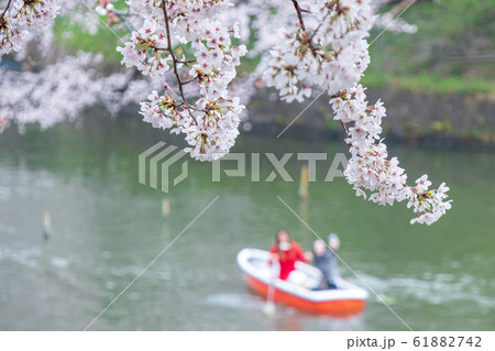 東京千鳥ヶ淵 手漕ぎボートと桜の風景の写真素材