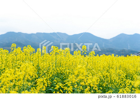菜の花が綺麗な春の風景 61883016