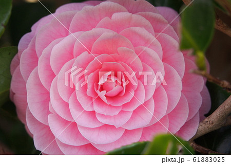 茂みに咲く乙女椿 茂みに咲く乙女椿 61883025