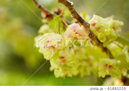 御衣黄桜(緑の桜) 御衣黄桜(緑の桜) 61883220