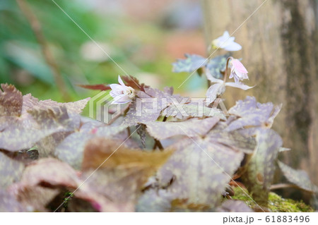 ユキワリイチゲの花 ユキワリイチゲの花 61883496