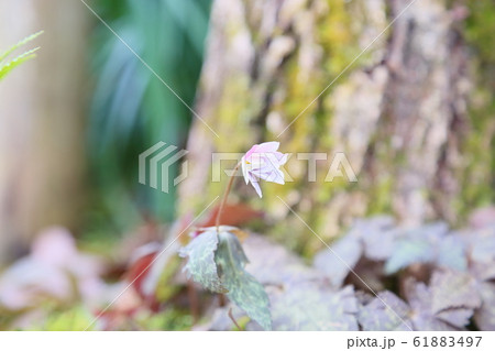 ユキワリイチゲの花 61883497