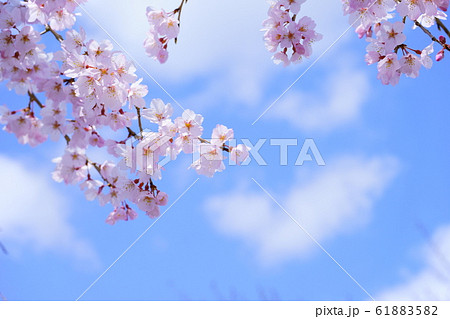 春の始まり 春の始まり 61883582