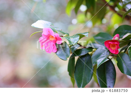 ツバキの花 カンザキアカワビスケの写真素材