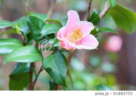 ツバキの花 フクリンアキノヤマ ツバキの花 フクリンアキノヤマ 61883755