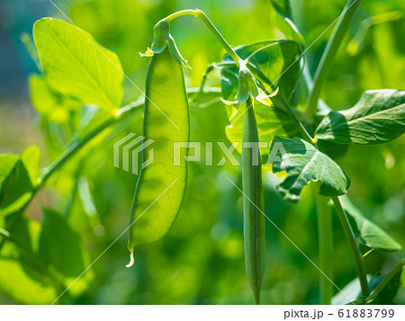 さやえんどう 61883799