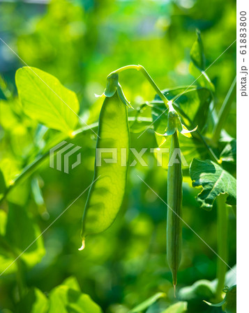 さやえんどう 61883800