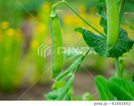 さやえんどう さやえんどう 61883802