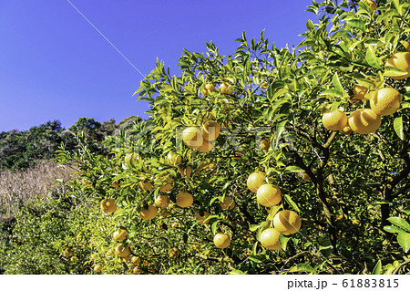 みかん畑・鈴なりの甘夏みかん みかん畑・鈴なりの甘夏みかん 61883815