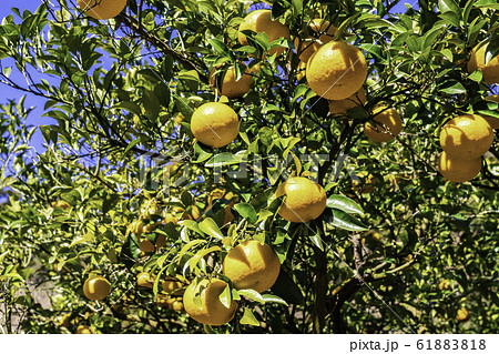 みかん畑・鈴なりの甘夏みかん 61883818