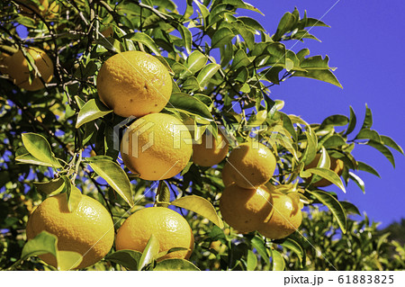 みかん畑・鈴なりの甘夏みかん 61883825