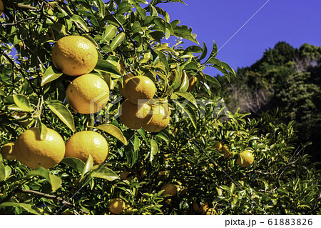 みかん畑・鈴なりの甘夏みかん 61883826