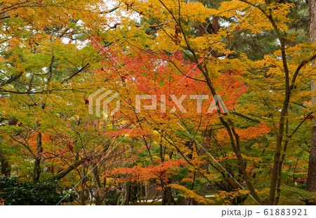金沢兼六園、紅葉 金沢兼六園、紅葉 61883921