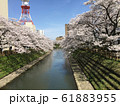松川（富山）の桜 61883955