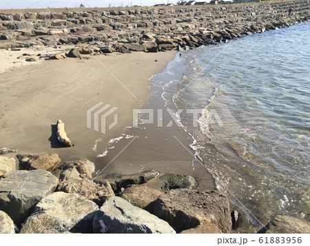 氷見（富山）の浜辺 61883956