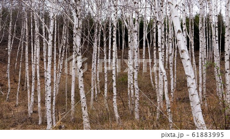 自然 樹木 森 61883995