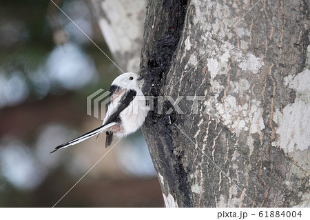 里塚のシマエナガ 61884004