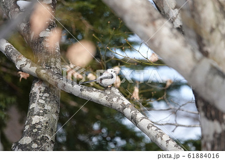 里塚のシマエナガ 61884016