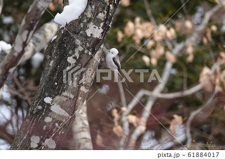 里塚のシマエナガ 61884017