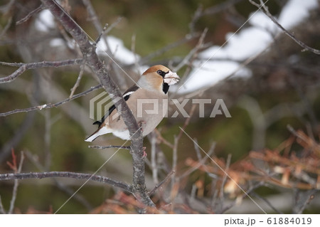 里塚のシメ 61884019