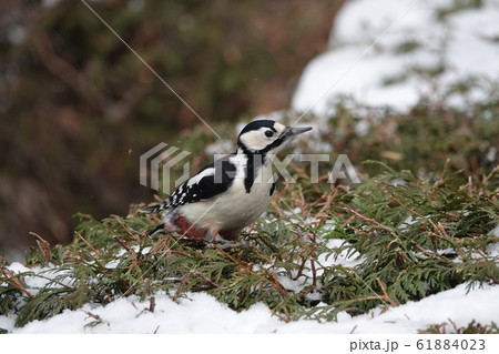 里塚のアカゲラ 61884023