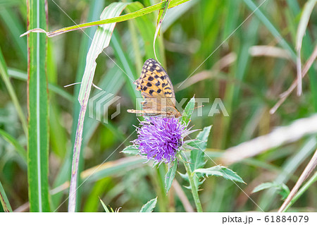 アザミにとまるヒョウモンチョウ アザミにとまるヒョウモンチョウ 61884079