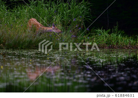 水辺に集う動物の写真素材