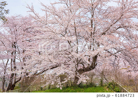 山形上山の春 桜の名所上山城 山形上山の春 桜の名所上山城 61884723