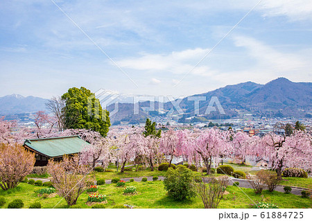 山形上山の春　桜の名所上山城　 61884725