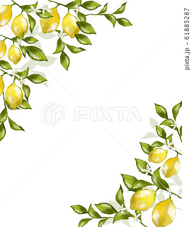 レモン 水彩 フレーム 植物 果実 実 フルーツ 飾り枠 フレーム おしゃれのイラスト素材