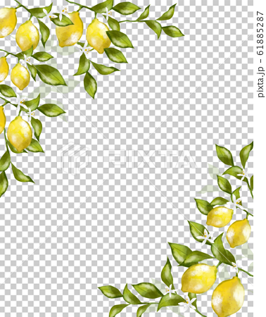 レモン 水彩 フレーム 植物 果実 実 フルーツ 飾り枠 フレーム おしゃれのイラスト素材