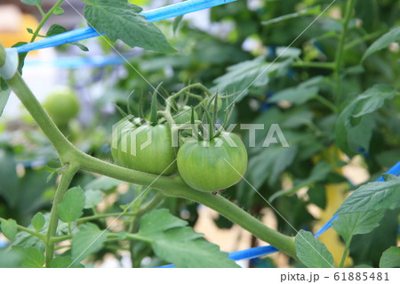 トマト 61885481