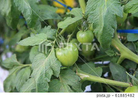トマト トマト 61885482