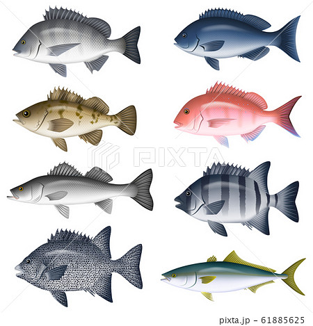 海水魚 イラスト カラー セット5のイラスト素材