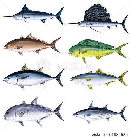 Saltwater Fish Illustrations Color Set 6 Stock Illustration