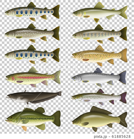 淡水魚 イラスト カラー セット1のイラスト素材