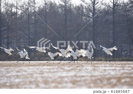 給餌場に飛来した丹頂鶴の群れ（北海道・鶴居） 61885687