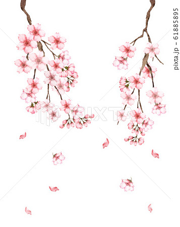 桜の花水彩画のイラスト素材 6155