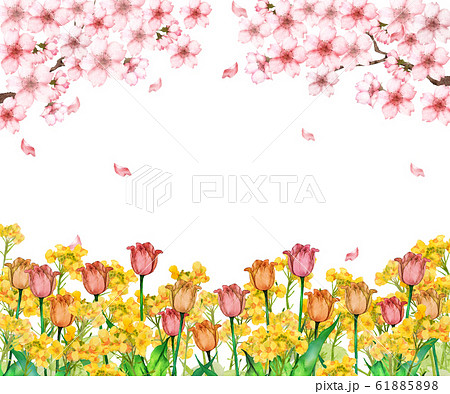 桜とチューリップ 菜の花のイラスト素材 6158