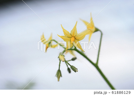 トマトの花 トマトの花 61886129